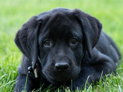 Labrador Retriever | Black