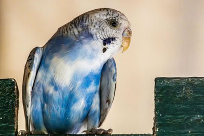 Budgies & Chicks and Adults