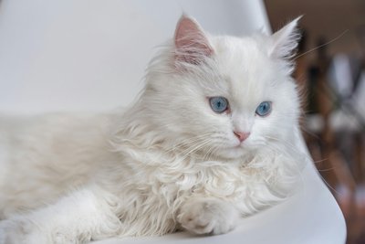 Persian Kitten (Doll Face)