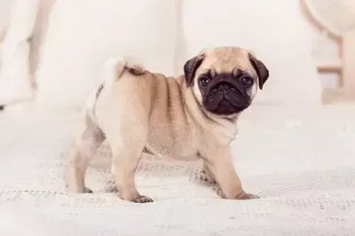 Pug Puppy | Apricot Color