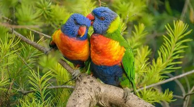 Rainbow Lorikeet