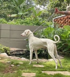 Rajapalayam Puppy