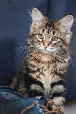 Siberian Kitten