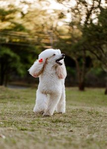 Standard Poodle Puppy | White