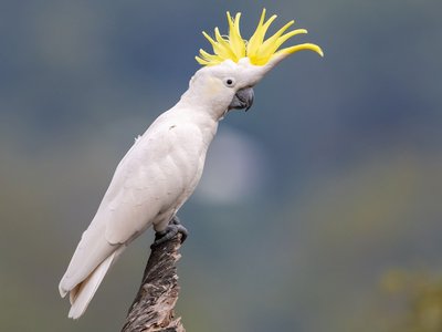 Sulphur Crested Cockatoo