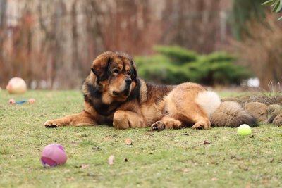 Tibetan Mastiff Puppy
