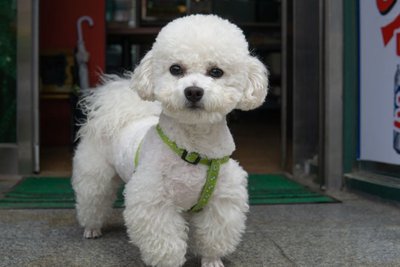 Toy Poodle Puppy | White