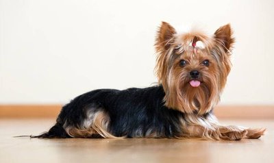 Yorkshire Terrier Puppy