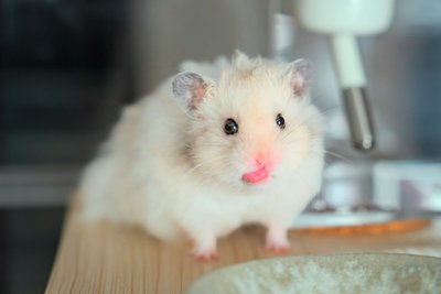 Syrian Hamster Babies